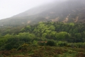 Mansion grounds Ireland 5